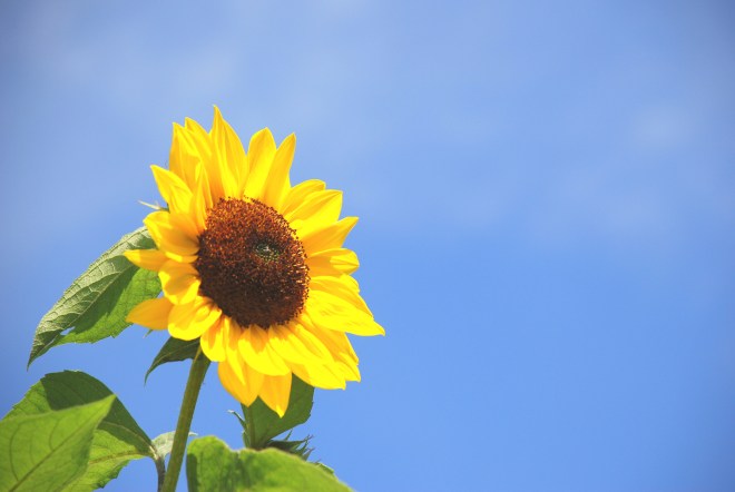 sunflowers-1367700-1599x1070.jpg